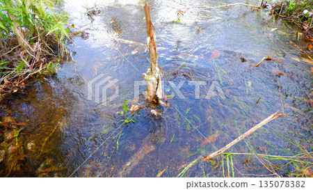 Close Up of Crystal Clear River Water Flowing Over Submerged Wood 135078382