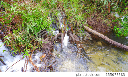 Small Waterfall Flowing Over Fallen Logs in a Forest Stream 135078383