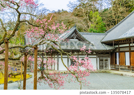Plum blossoms bloom at Zuiganji Temple in Matsushima, one of Japan's three most scenic spots 135078417