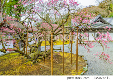 松島瑞巖寺的梅花盛開,這裡是日本三大名勝之一。 松島瑞巖寺的梅花盛開,這裡是日本三大名勝之一。 135078419