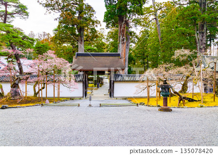 松島瑞巖寺的梅花盛開,這裡是日本三大名勝之一。 松島瑞巖寺的梅花盛開,這裡是日本三大名勝之一。 135078420