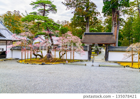松島瑞巖寺的梅花盛開，這裡是日本三大名勝之一。 135078421