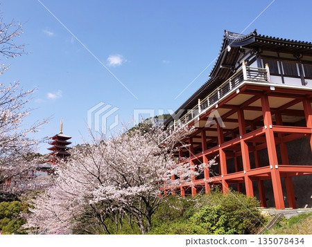 Honpukuji Temple in Kiyama Town: Kannon Hall and five-story pagoda with cherry blossoms in full bloom Honpukuji Temple in Kiyama Town: Kannon Hall and five-story pagoda with cherry blossoms in full bloom 135078434