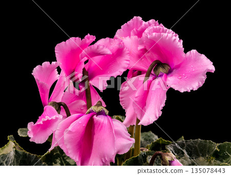 Pink Cyclamen Persicum Flowers and Patterned Leaves On Black Background Pink Cyclamen Persicum Flowers and Patterned Leaves On Black Background 135078443