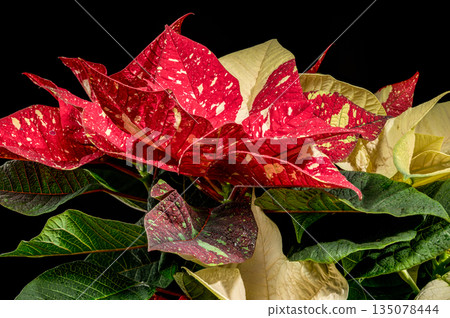 Cream and Red Variegated Poinsettia Holiday Foliage Closeup Cream and Red Variegated Poinsettia Holiday Foliage Closeup 135078444