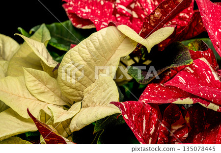 Cream and Red Variegated Poinsettia Holiday Foliage Closeup Cream and Red Variegated Poinsettia Holiday Foliage Closeup 135078445