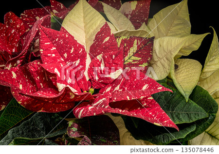 Cream and Red Variegated Poinsettia Holiday Foliage Closeup Cream and Red Variegated Poinsettia Holiday Foliage Closeup 135078446