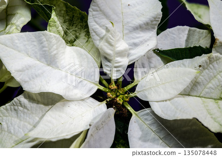 Extreme Macro Close-Up of White Poinsettia Center and Bracts Extreme Macro Close-Up of White Poinsettia Center and Bracts 135078448