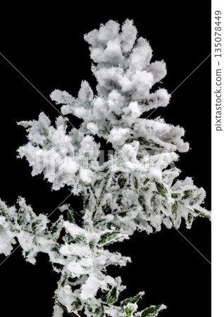 Green Branch Covered in Thick White Snow on Black Background Green Branch Covered in Thick White Snow on Black Background 135078449