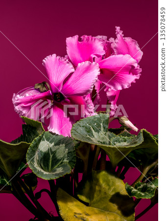 Pink Cyclamen Persicum Plant With Variegated Leaves On Magenta Background Pink Cyclamen Persicum Plant With Variegated Leaves On Magenta Background 135078459