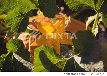 Yellow squash blossom is shining in flat vector garden, showing leaves, tendrils and orange pumpkin Yellow squash blossom is shining in flat vector garden, showing leaves, tendrils and orange pumpkin 135078734