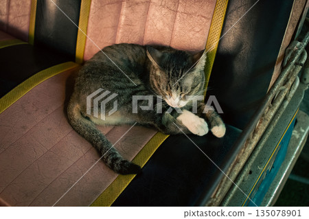 Sleeping Kitten Resting on Back Seat of a Tuk Tuk Sleeping Kitten Resting on Back Seat of a Tuk Tuk 135078901