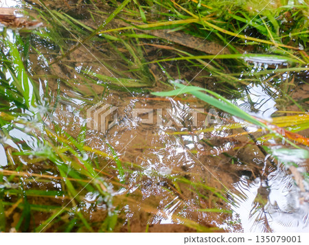 Crystal Clear Freshwater Stream Surface with Green Aquatic Grass and Reflections of Tropical Forest Crystal Clear Freshwater Stream Surface with Green Aquatic Grass and Reflections of Tropical Forest 135079001
