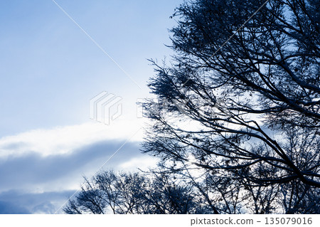 A view of the sky looking up on a cold morning A view of the sky looking up on a cold morning 135079016