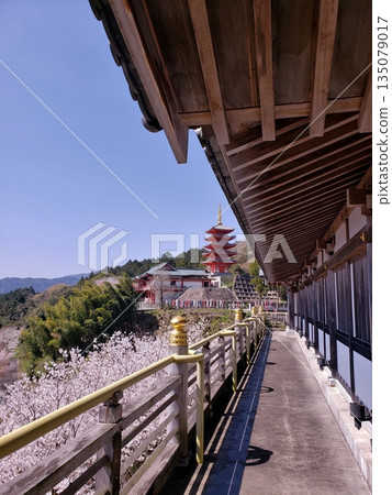 木山町的本福寺:觀音殿和五重塔,櫻花盛開。 木山町的本福寺:觀音殿和五重塔,櫻花盛開。 135079017