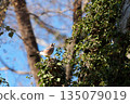 Eurasian Jay with an acorn in its mouth Eurasian Jay with an acorn in its mouth 135079019