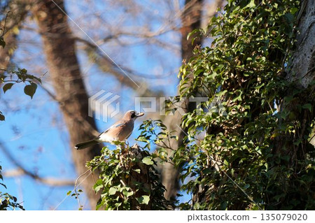 嘴裡叼著橡子的歐亞松鴉 135079020