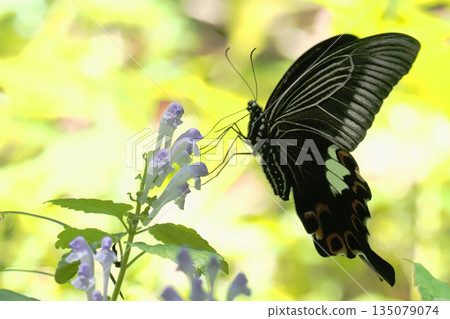 一隻鳳蝶正在吸食黃芩花的花蜜 135079074