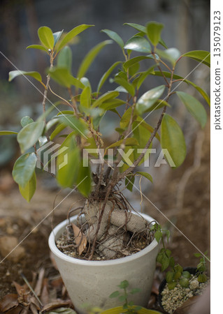 Banyan flowerpot 135079123