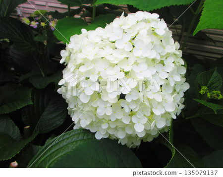 A landscape of white Annabelle (Hydrangea macrophylla) flowers A landscape of white Annabelle (Hydrangea macrophylla) flowers 135079137