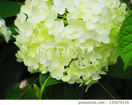 一片白色的安娜貝爾繡球花（Hydrangea macrophylla）景觀 135079138