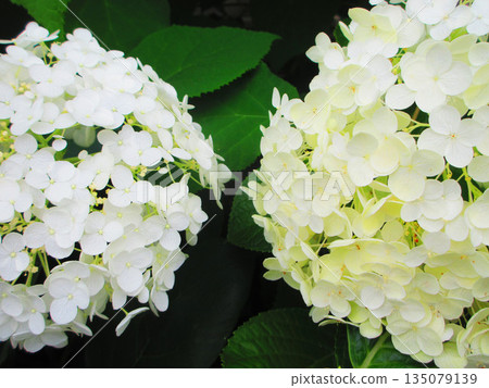 一片白色的安娜貝爾繡球花（Hydrangea macrophylla）景觀 135079139