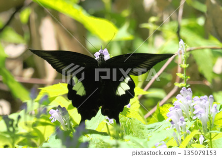 一隻鳳蝶正在吸食黃芩花的花蜜 135079153