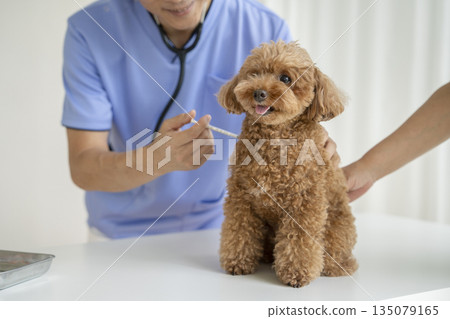 A toy poodle receiving a vaccination at a veterinary clinic 135079165