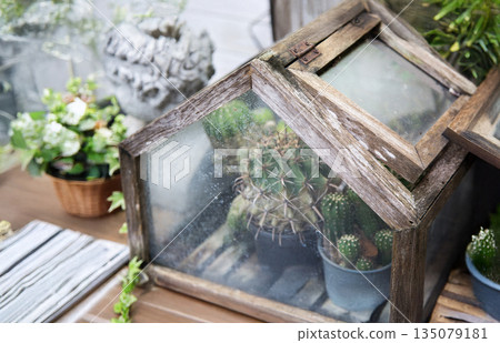 Rustic mini wooden greenhouse with cacti and succulents inside. Vintage weathered glass terrarium for home gardening and botanical decoration on a wooden table 135079181