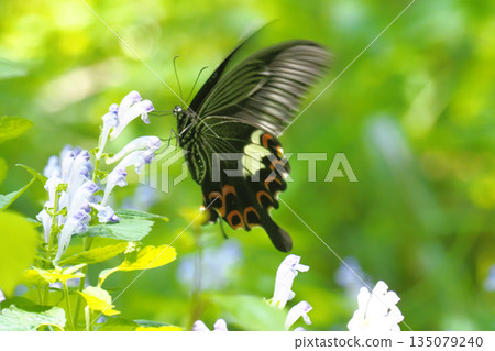 A swallowtail butterfly sucking nectar from a skullcap flower 135079240