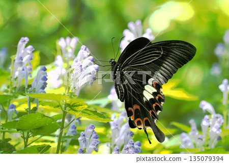 A swallowtail butterfly sucking nectar from a skullcap flower 135079394
