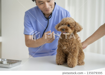 獸醫正在為一隻5歲的成年玩具貴賓犬接種疫苗。 135079395