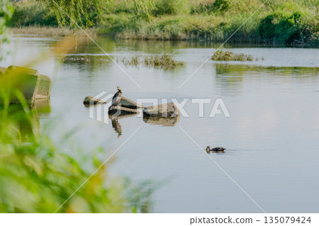 A cormorant resting its wings A cormorant resting its wings 135079424