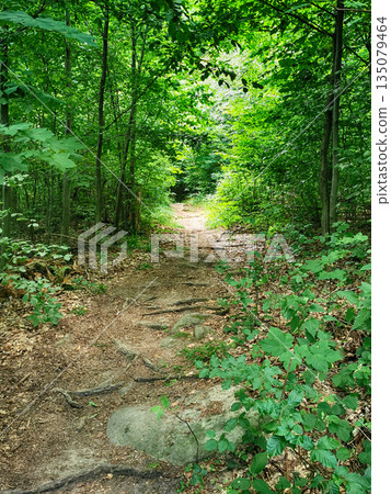 czech green spring forest czech green spring forest 135079464