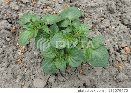 small potato plant in the spring small potato plant in the spring 135079470