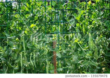 fresh pea plant texture fresh pea plant texture 135079478