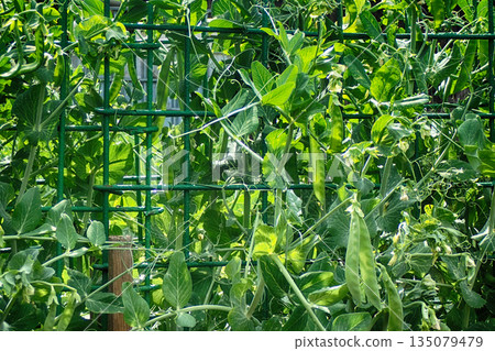 fresh pea plant texture fresh pea plant texture 135079479