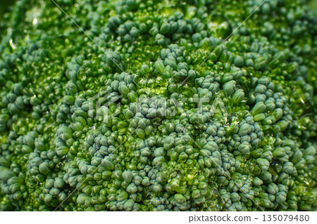 fresh broccoli vegetable fresh broccoli vegetable 135079480
