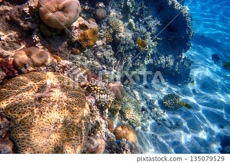 nice coral reef in the Egypt, Safaga 135079529