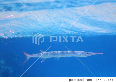 needlefish in the red sea Egypt 135079533