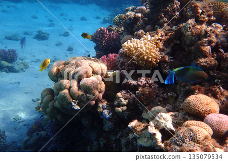 nice coral reef in the Egypt, Safaga 135079534
