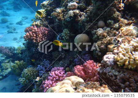 nice coral reef in the Egypt, Safaga nice coral reef in the Egypt, Safaga 135079535