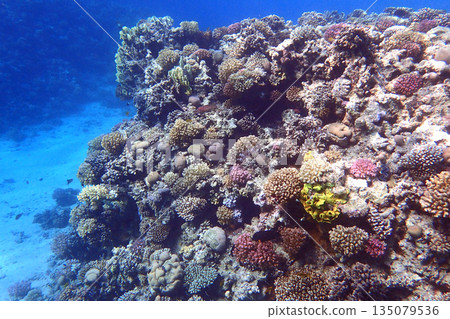 nice coral reef in the Egypt, Safaga 135079536