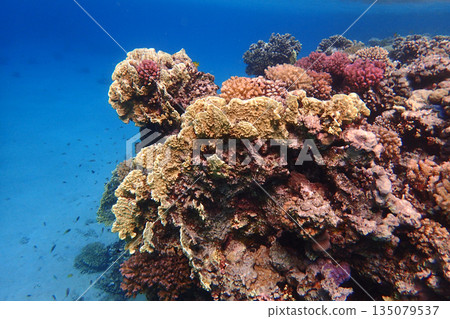 nice coral reef in the Egypt, Safaga 135079537