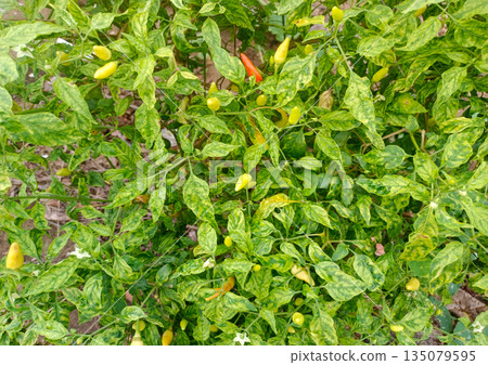 Thai Bird Eye Chili Peppers Ripening on Tree 135079595