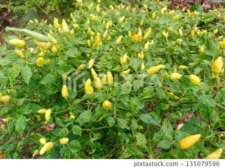 Field of Yellow Chili Peppers with Praying Mantis 135079596