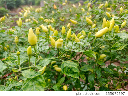 lose Up of Ripening Yellow Chili Peppers 135079597