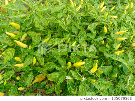 Abundant Harvest of Yellow Chili Peppers in Plantation 135079598