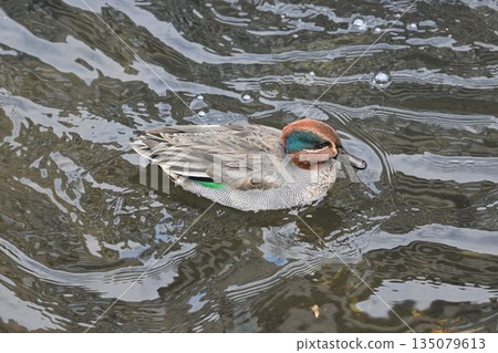 Wild birds Winter birds Wild birds Winter birds 135079613