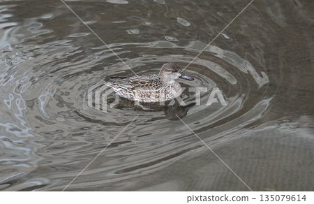 Wild birds Winter birds 135079614